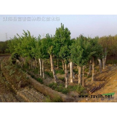綠化園林供應(yīng)苗木 珙桐樹(shù) 珙桐苗 樹(shù)形飽滿 全冠栽培