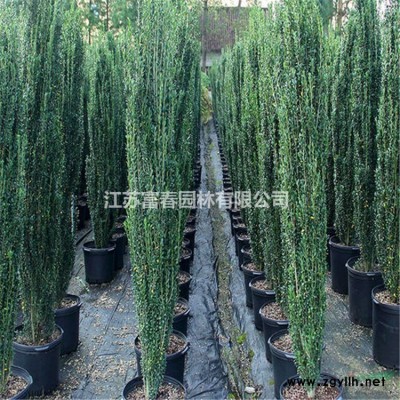 金太陽(yáng)絲棉木2號(hào)