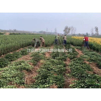 基地直銷美人蕉 美人蕉照片 江蘇美人蕉產(chǎn)地