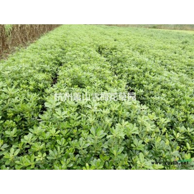 旱傘草圖片\旱傘草報價
