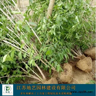 常年出售叢生大葉女貞_叢生女貞大葉女貞圖片_叢生大葉女貞產地