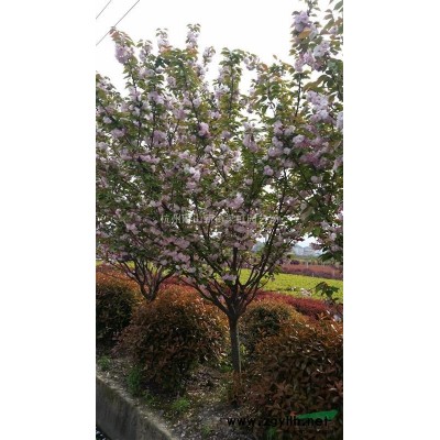 紫薇，紫薇供應(yīng)，2020年紫薇價(jià)格，蕭山紫薇低價(jià)格