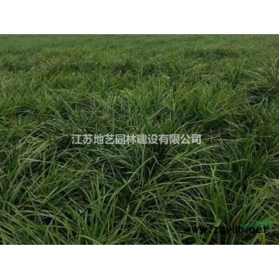 地藝苗圃大量供應(yīng)灑金柏 灑金柏基地 江蘇灑金柏價(jià)格