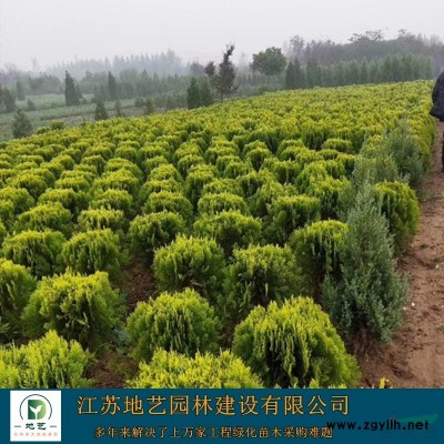 供應(yīng)青桐產(chǎn)地 江蘇地藝園林苗圃基地 江蘇青桐價(jià)格