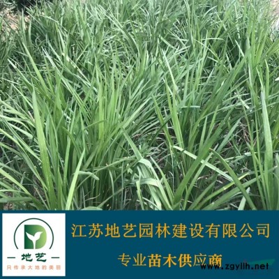 木槿 江蘇木槿價格產(chǎn)地 江蘇地藝園林苗圃基地