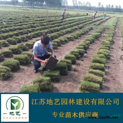地藝苗圃大量供應(yīng)木瓜樹 木瓜樹基地 江蘇木瓜樹價格