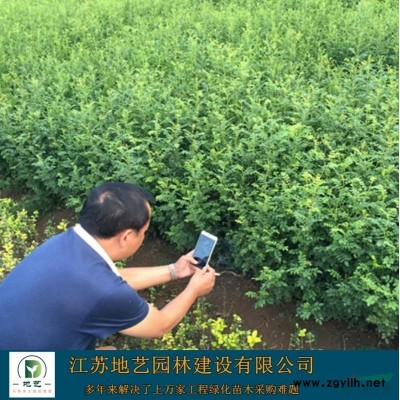 基地直銷孔雀草 孔雀草照片 江蘇孔雀草產(chǎn)地 孔雀草價格