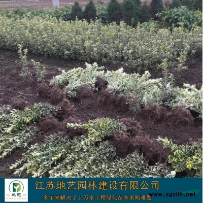 供應(yīng)櫸樹產(chǎn)地 江蘇地藝園林苗圃基地 江蘇櫸樹價格 江蘇紅櫸