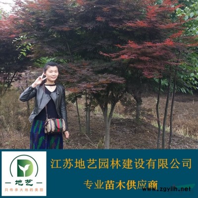 基地直銷火棘球 火棘球照片 江蘇火棘球價格