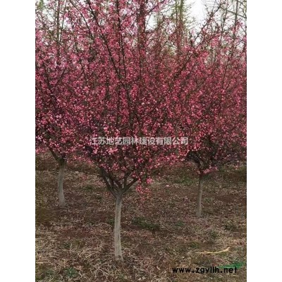 常年供應胸徑4公分、6公分、9公分、16公分、18公分青皮柳