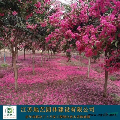 水菖蒲價格_水菖蒲圖片_水菖蒲產地_水菖蒲綠化苗木苗圃基地