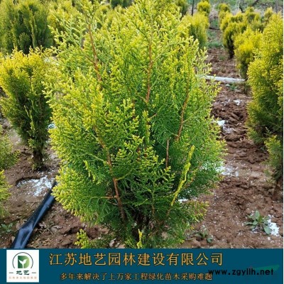 大量供應碧桃、碧桃圖片、碧桃苗木基地