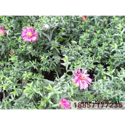 花葉菖蒲*新價格/花葉菖蒲報價