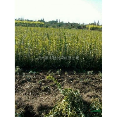 杭州蕭山紅花繼木球，紅花繼木球供應(yīng)，2020年紅花繼木球價格