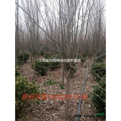 低價(jià)1一25白蠟基地/白蠟價(jià)格/白蠟圖片/白蠟產(chǎn)地/行情
