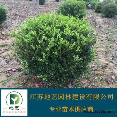 供應(yīng)枇杷樹(shù)產(chǎn)地 江蘇地藝園林苗圃基地 江蘇枇杷樹(shù)價(jià)格