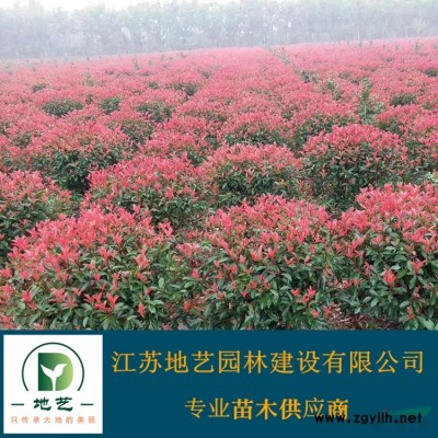 大量出售胸徑3公分、6公分、8公分、12公分垂柳