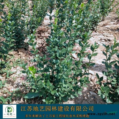 大量供應常春藤 江蘇常春藤基地常春藤價格 江蘇常青藤價格