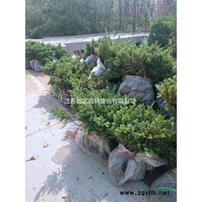 錦帶花大量出售、錦帶花圖片、錦帶花價格、錦帶花