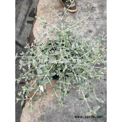 大濱菊*新價格/大濱菊報價