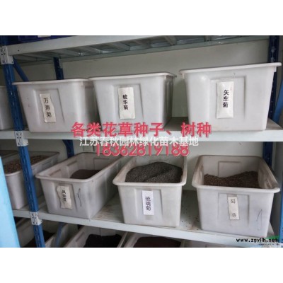 江蘇大量迎春床苗 ，各種規(guī)格工程用苗基地/價(jià)格/圖片產(chǎn)地
