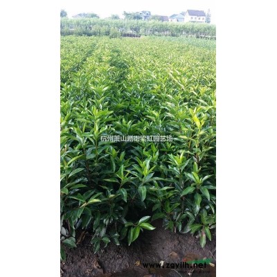 孔雀草，孔雀草供應，蕭山苗木，2020年孔雀草低價格