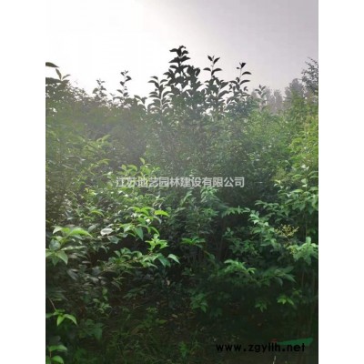 基地直銷泡桐樹 泡桐樹照片 江蘇泡桐樹價格 江蘇泡桐價格
