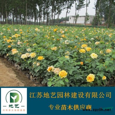 常春藤價格_常春藤圖片_常春藤產地_常春藤綠化苗木苗圃基地