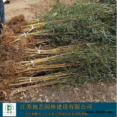 大量供應高桿紅葉石楠、高桿紅葉石楠圖片、高桿紅葉石楠基地