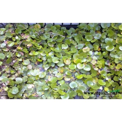 紅花美人蕉行情報價\紅花美人蕉圖片展示