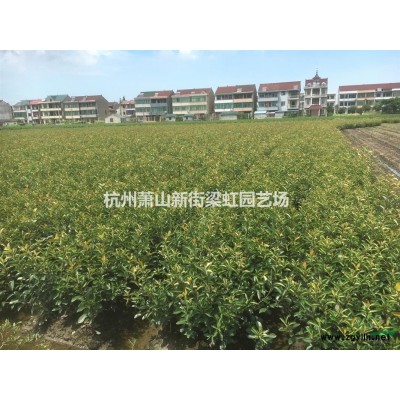 無刺狗骨，無刺狗骨供應，蕭山苗木，2020年無刺狗骨低價格