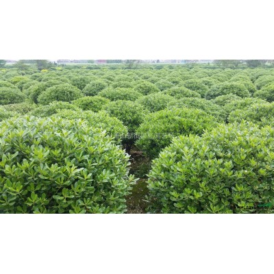 結(jié)香，結(jié)香供應(yīng)，2020年結(jié)香價(jià)格，蕭山苗木