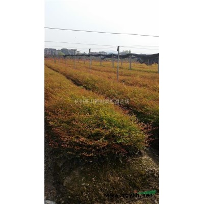 大葉黃楊，大葉黃楊供應(yīng)，2020年大葉黃楊價(jià)格，蕭山苗木