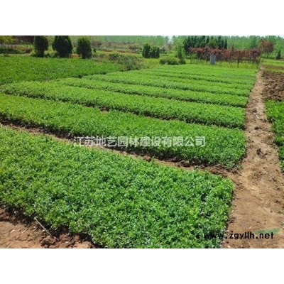 美國紅楓產(chǎn)地 江蘇地藝園林苗圃基地 江蘇美國紅楓價格