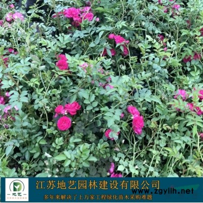 出售大杯紅葉石楠、大杯紅葉石楠價格、大杯紅葉石楠圖片