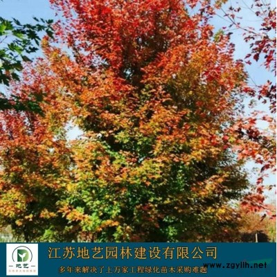 豐花月季、豐花月季圖片、豐花月季價格、種植基地