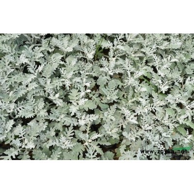 浙江花葉蘆竹信息