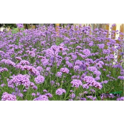 浙江荷蘭菊