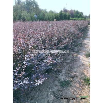 薔薇 地藝苗圃大量供應(yīng)薔薇 江蘇薔薇價(jià)格
