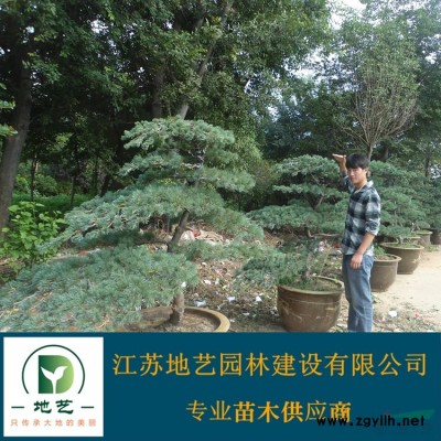 基地直銷(xiāo)七葉樹(shù)  七葉樹(shù)照片 江蘇七葉樹(shù)產(chǎn)地 七葉樹(shù)價(jià)格