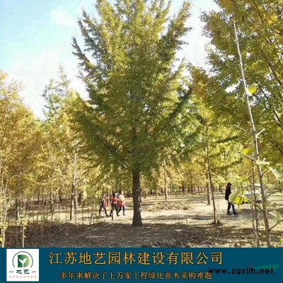 地藝苗圃大量供應(yīng)平枝荀子價(jià)格 平枝荀子基地 平枝荀子圖片
