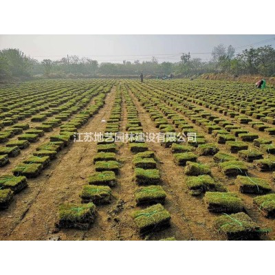 江蘇流蘇價格 地藝苗圃大量供應(yīng)流蘇  流蘇基地