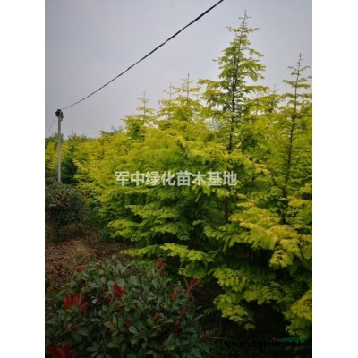 江蘇供應(yīng)各類床苗 有需要聯(lián)系 如圖