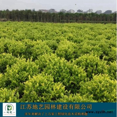 地藝苗圃大量供應(yīng)麥冬草價格 麥冬草基地 江蘇麥冬草圖片