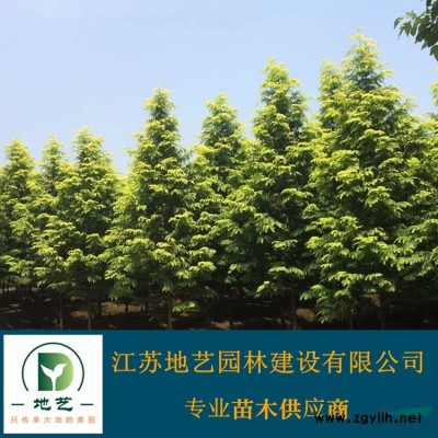 地藝苗圃大量供應劍麻 劍麻基地 劍麻價格