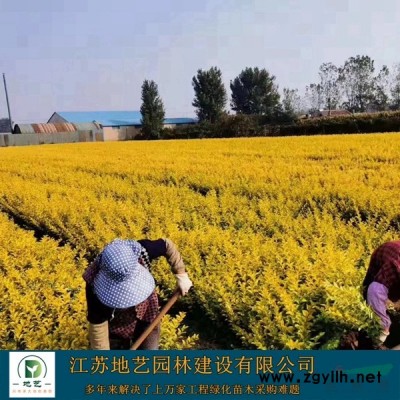 大量出售1米1.2米1.5米1.8米2米2.5米塔松