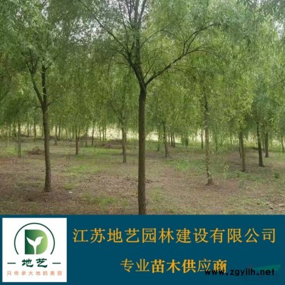 供應紅葉石楠、紅葉石楠圖片、紅葉石楠價格/紅葉石楠