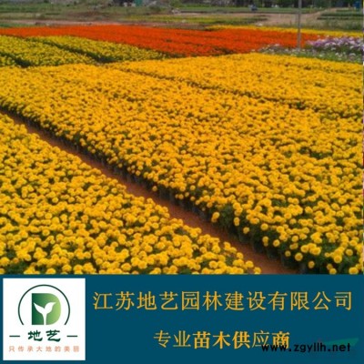 常年供應30公分、50公分、80公分等規格大花月季