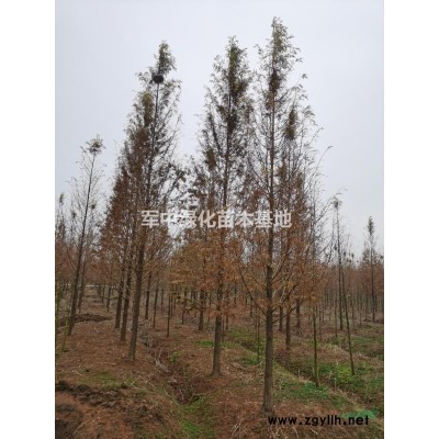 供應(yīng)各類花草種子，樹種基地/圖片/價(jià)格/產(chǎn)地