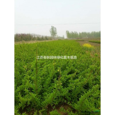 紅王子錦帶床苗基地/各種規(guī)格工程用苗價(jià)格/產(chǎn)地/圖片